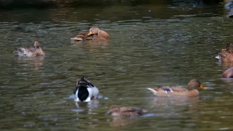 funny ducks _ ducks in water_ Bhuttri dam_ entertainment and fun house