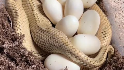 Snake Laying eggs live on camera