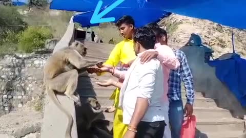 feeding monkey