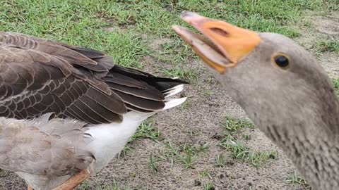 Talking geese