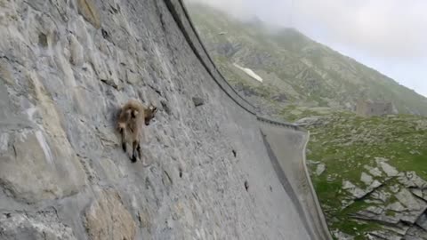 The incredible ibex defies gravity and climbs a dam | Forces of Nature with Brian Cox - BBC