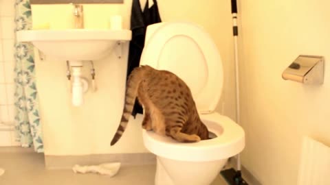 Toilet Training For Cats Gone Wrong