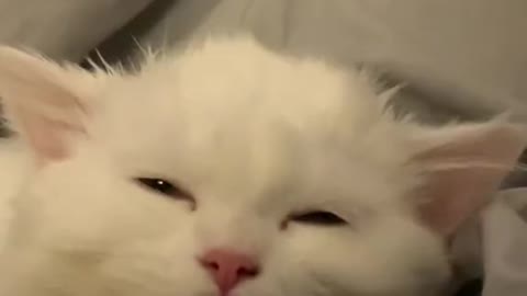 A cat with a face of enjoyment