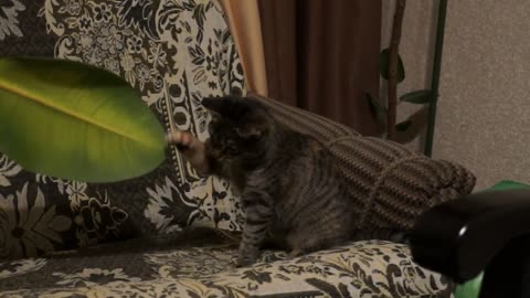 Funny game of a young cat with a ficus leaf