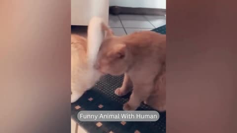 Funniest Animals 2023 😂 New Funny Cats and Dogs Videos 😻🐶 Part 1