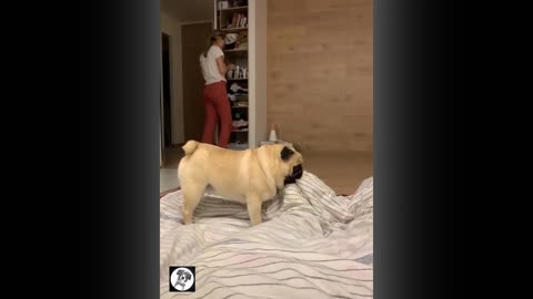 Funny, Cute Pug Dog Videos for 2022