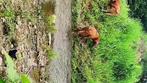 The cow listened to the stream and ate the green grass