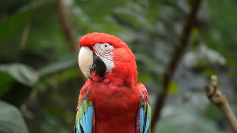 Amazing Parrot Birds Beautful Natural Life Video