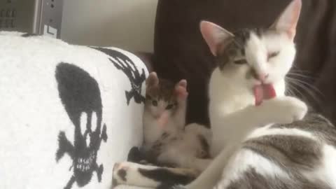 Funny Cat | Like mother, like daughter