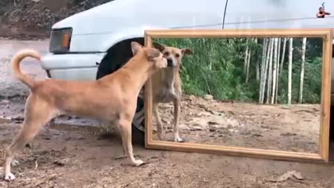 Mirror Dog Prank