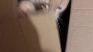 evil cat in a box