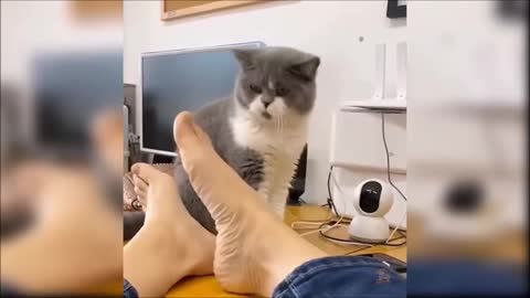 The cat that licks foot