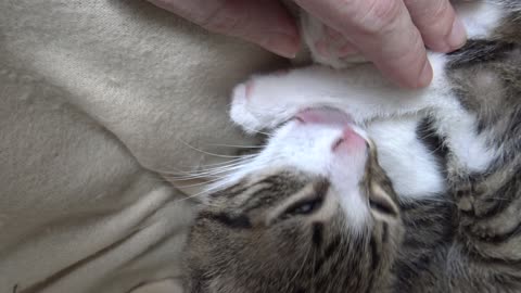 Cute Baby Cat Cleans His Little Toe Beans and Yawns