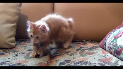 A kitten who can play with toys