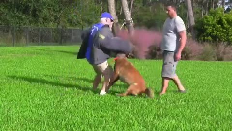 How To Make Dog Become Aggressive With easy Tips