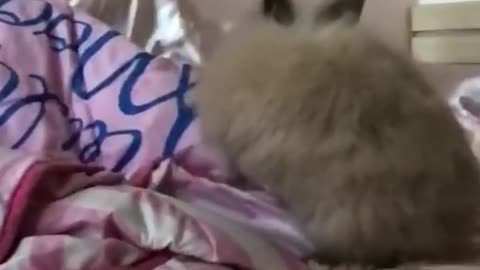 Slowmo grey and white bunny jumps around on bed