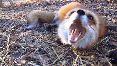 C uteAdorable Baby Fox Pups Playing