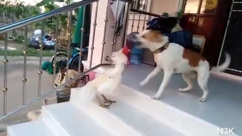 Rooster defeated dog