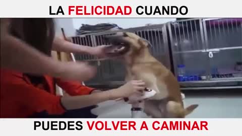 Que hermosa felicida de este perro al saber que pudo caminar otra vez