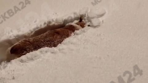 Moscow pets enjoying fluffy fresh fallen snow 🎄