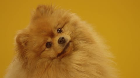 Close-Up View of Cute Pomeranian Dog