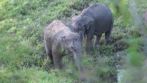 Experts at her birthplace in Sichuan told zoo