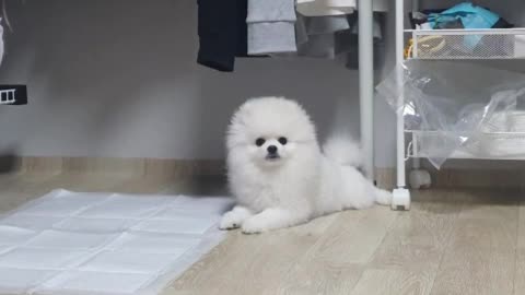 Cute puppy approaching after a few seconds