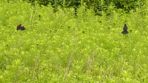 Red Winged Blackbirds in a field