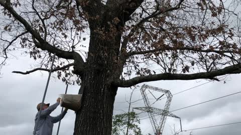 Using Swarm Traps to get FREE Bees