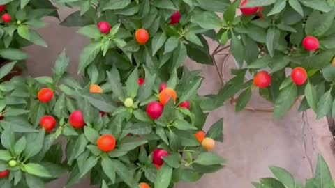 Red flowers are blooming among the green leaves