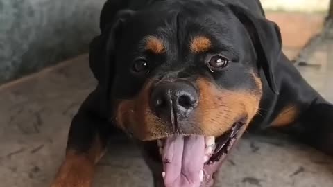 Angry dog barking #viral #viraldog #rottweiler #ytshorts