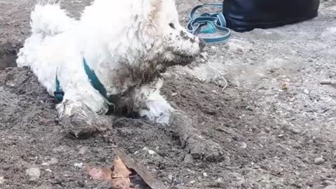 White dog with green leash rolling around sand dirt