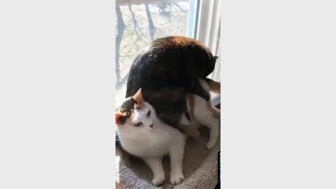 Funny Cat Videos 2021 Vol.28 -- Funny Cat Clips