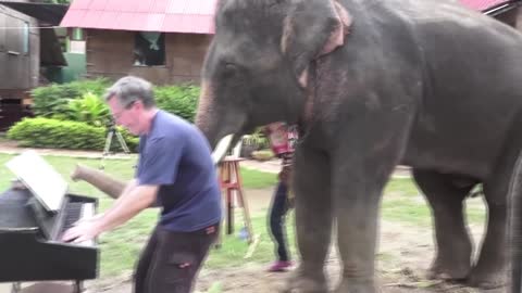 12 Bar Blues - Piano Duet with Peter the Elephant - Thailand