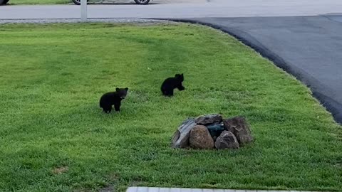 Early Morning Visit From Family of Bears