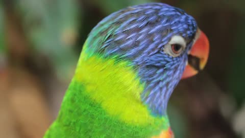 A beautiful parrot in different and bright colors