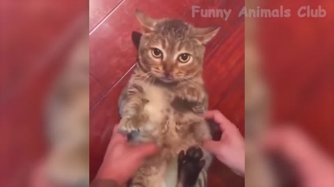 unniest Animals Video - Best Dogs🐶 and Cats😹 Videos of the Month 2022!