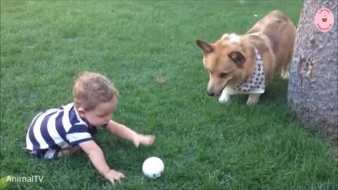 Corgi Are The Best - CUTEST Compilation