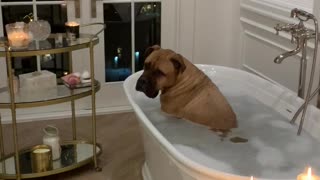 Dog Soaks in Valentine's Day Suds