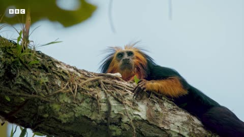 Baby Tamarin Tries To Escape Ocelot Big Little Journeys BBC Earth