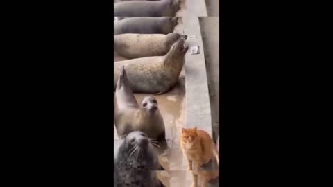 unny animal videos 🤣 - Funny cats-dogs - 😂 Funny animals