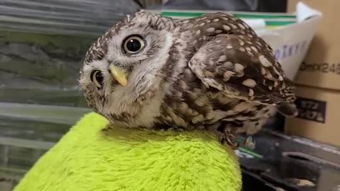 OWL BABY FUNNY