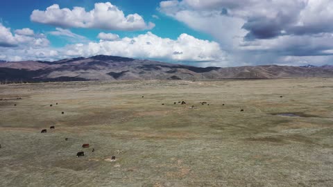 Cows are grazing in the fields of new dry grass