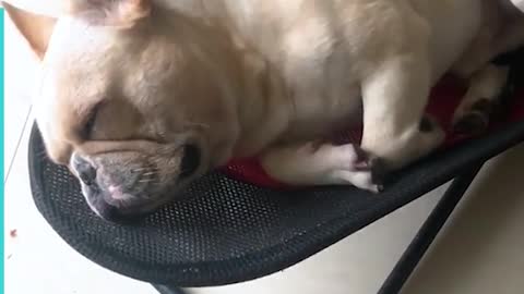 This French Bulldog Loves Snoozing On The Baby Bouncer