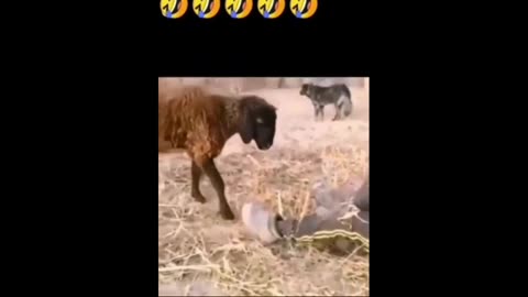 funny angry goat