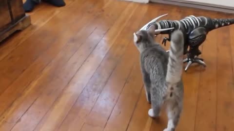 Funny cat reactions to gun.