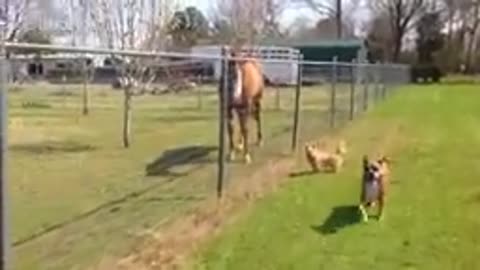 Dog vs horse