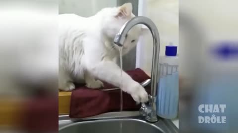 cat turning on the tap