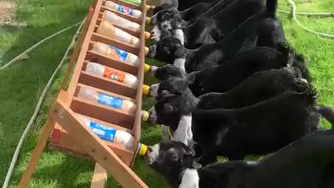 Cute baby goats drinking milk