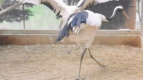 Red-crowned cranes